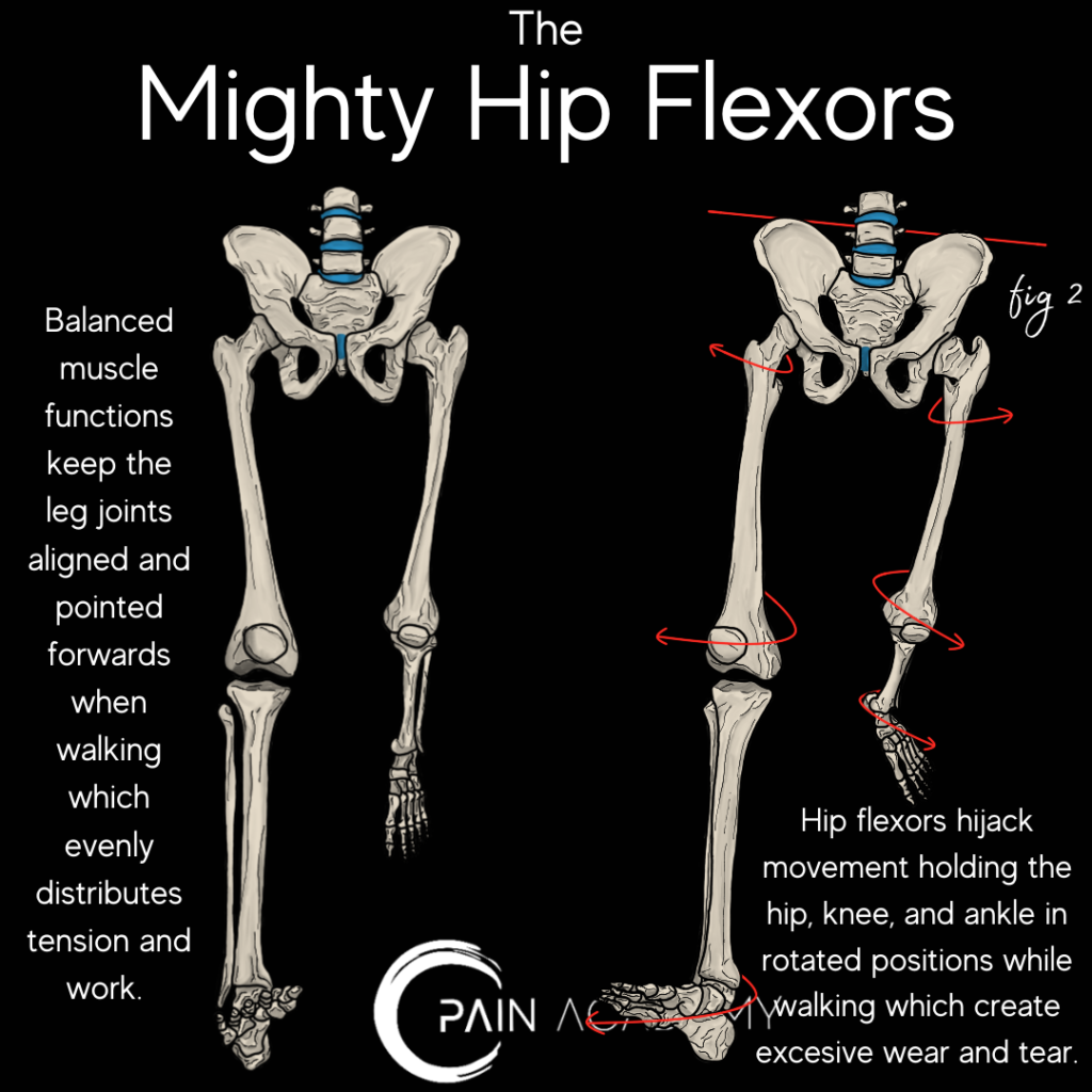 The Knee-Hip Connection: Muscles and movement